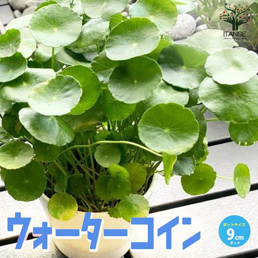 楽天市場】ウォーターマッシュルーム 苗の通販