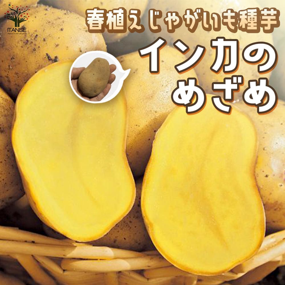 楽天市場】【送料無料】じゃがいもの種芋 品種：インカのめざめ 野菜