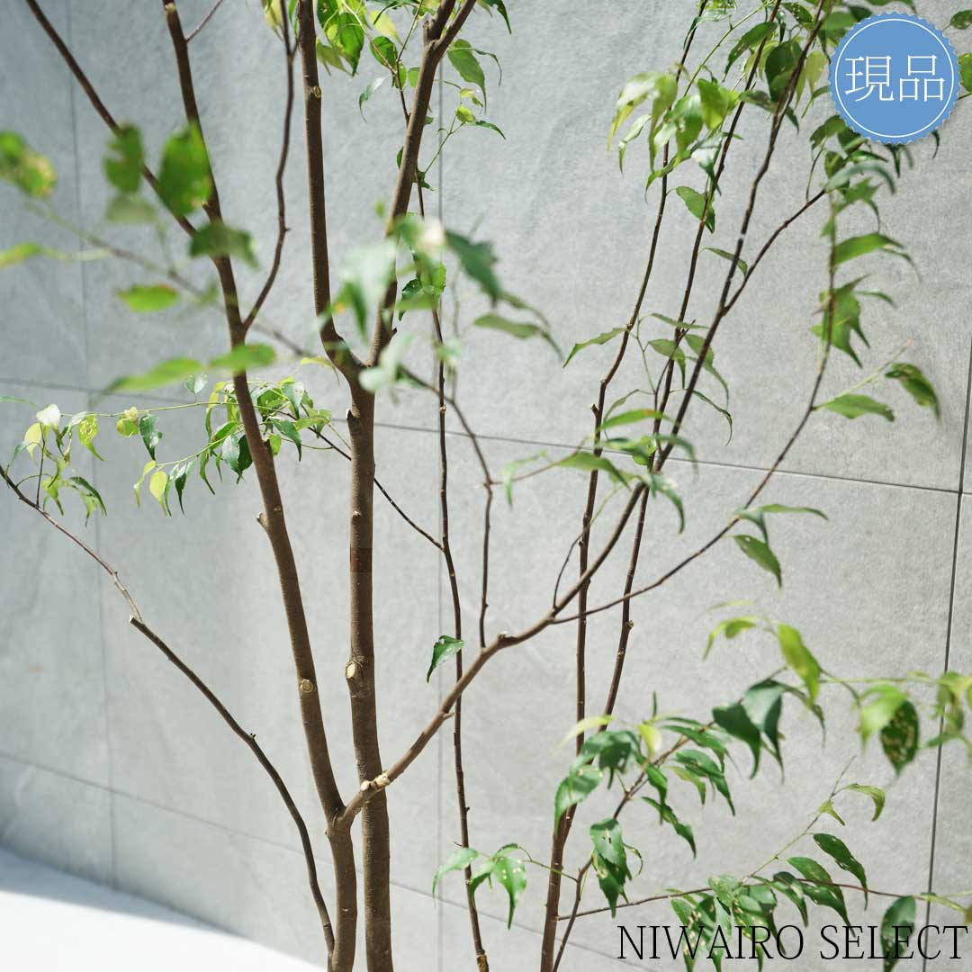 楽天市場】【現品】山採り【ハイノキ】株立ち 自然風樹形 樹高H≒190