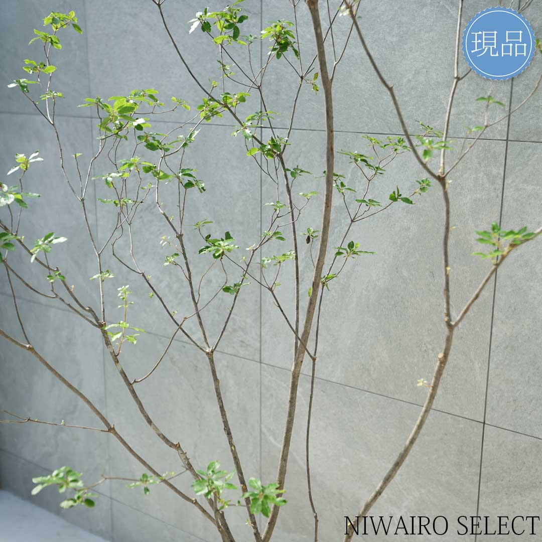 楽天市場】【現品】山採り【バイカツツジ】バイカドウダンツツジ 梅花