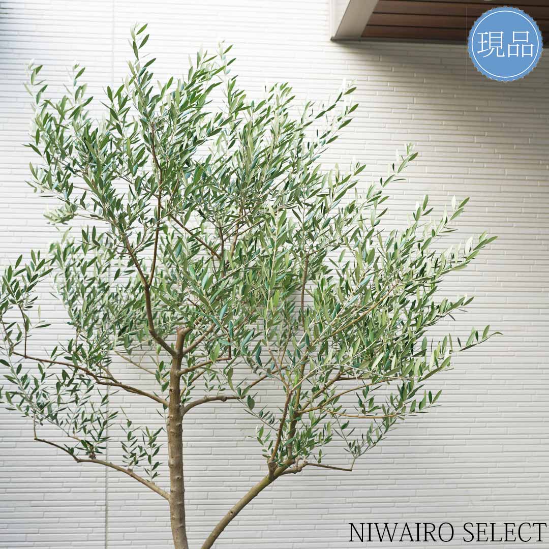 楽天市場】【現品】鉢植え【オリーブの木】ネバディロブランコ 自然風