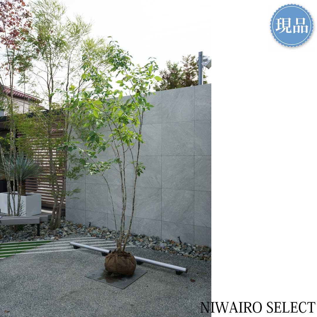 楽天市場】【現品】山採り【アオダモ】本株立ち 自然風樹形