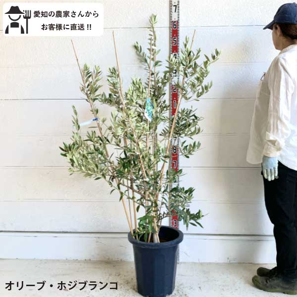 楽天市場】オリーブ ホジブランコ 樹高約1.4m オヒブランカ Hojiblanca