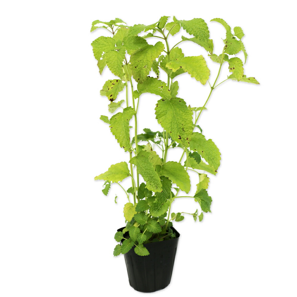 レモンバーム&エリゲロン 苗セット オーガニック 楽天市場