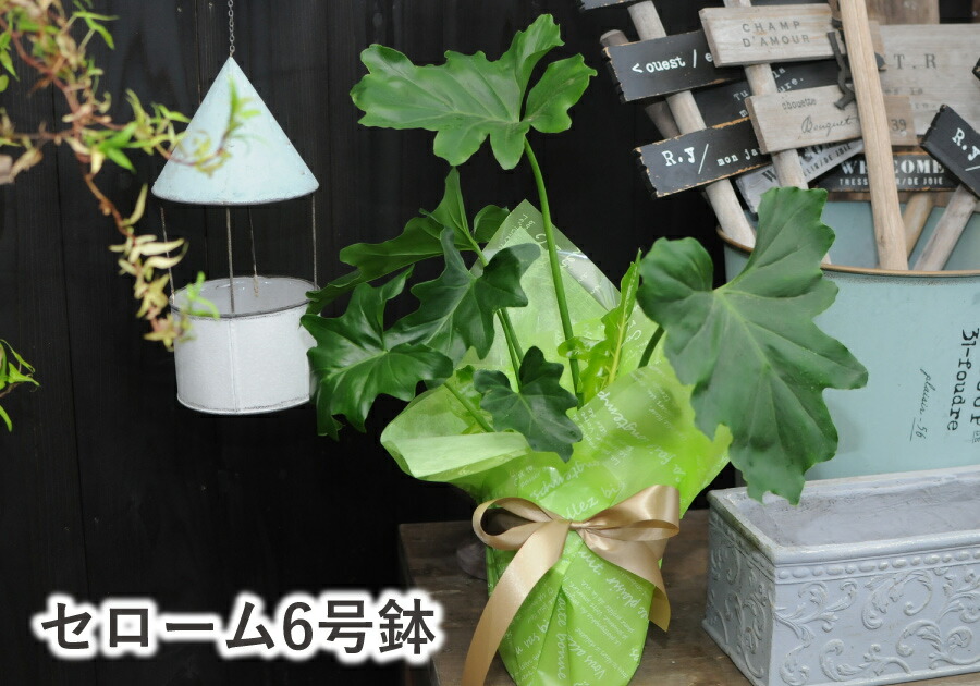 楽天市場】観葉植物 室内用 花 ギフト 誕生日プレゼント セローム 6号