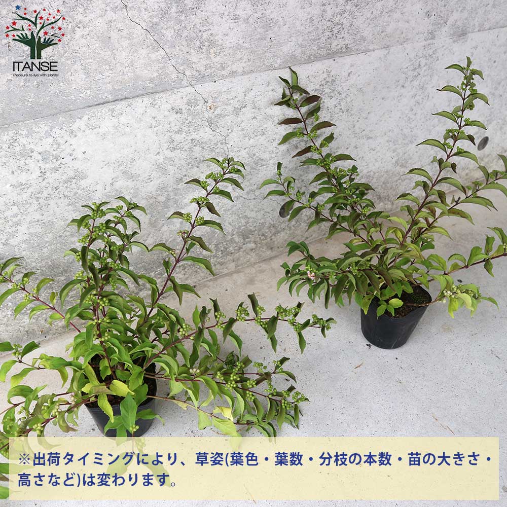 楽天市場】【マラソン☆ポイント5倍】コムラサキ ムラサキシキブ