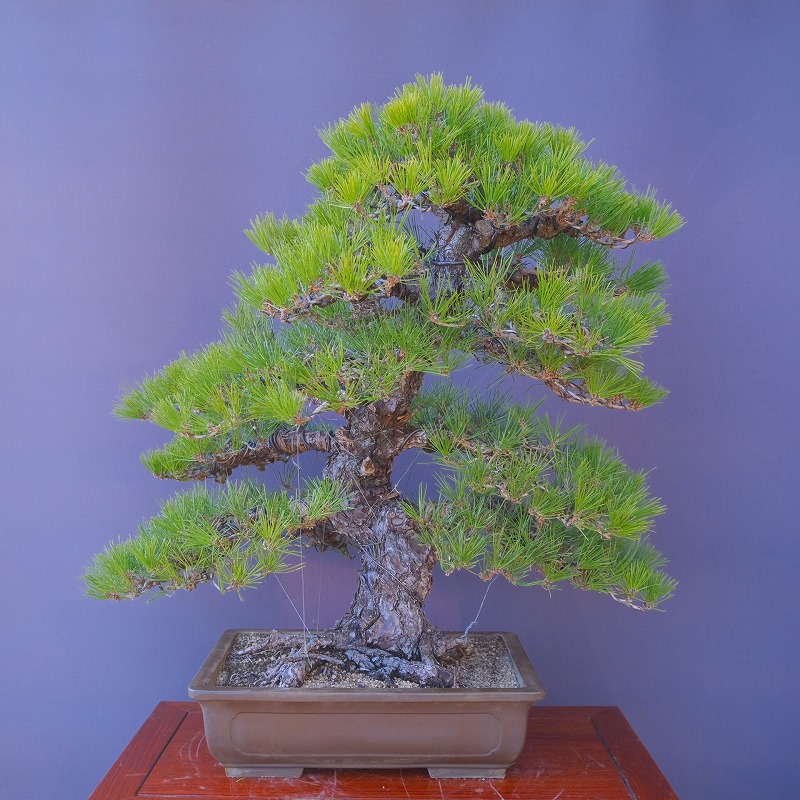 楽天市場】（株）一樹園 黒松 大品盆栽／樹齢60年 : 一樹園