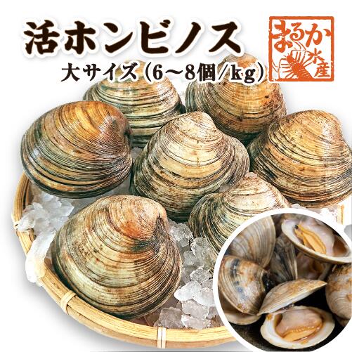 貝絵用 研磨済み ひおうぎ貝の貝殻キャンバス100枚1セット