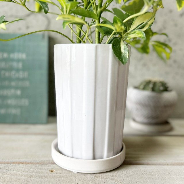 楽天市場】観葉植物【シェフレラ属】シェフレラAハッピーイエロー4号