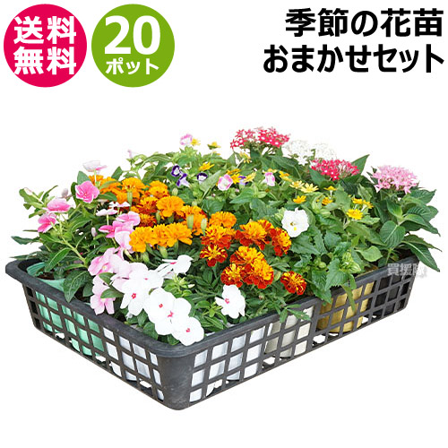 楽天市場】【P5倍】花苗 セット 季節の花 おまかせセット 20ポット