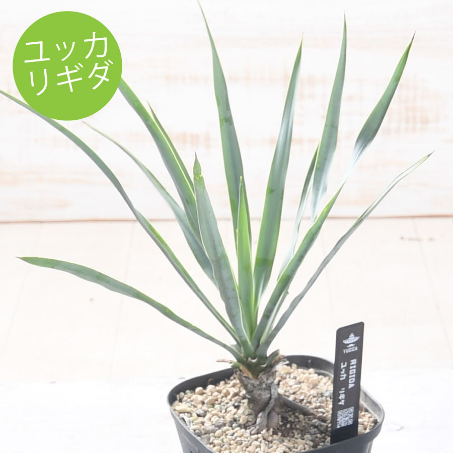 楽天市場】ユッカ リギダの通販