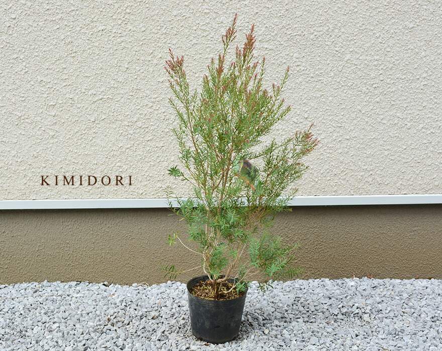 楽天市場】メラレウカ レッドジェム 樹高 60-80cm ティーツリー レプト