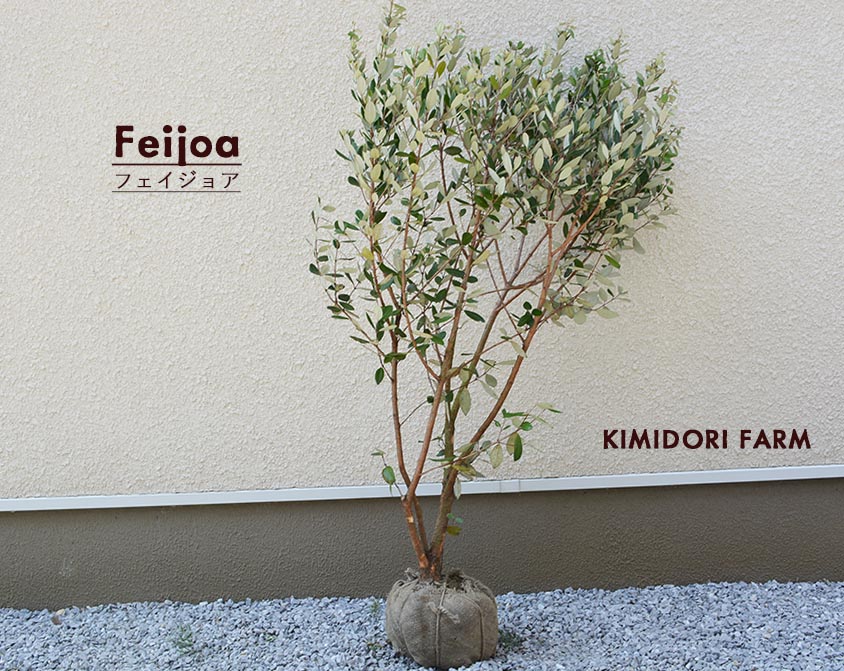 楽天市場】フェイジョア 約120-130cm 苗 植木 庭木 植物 果樹 実