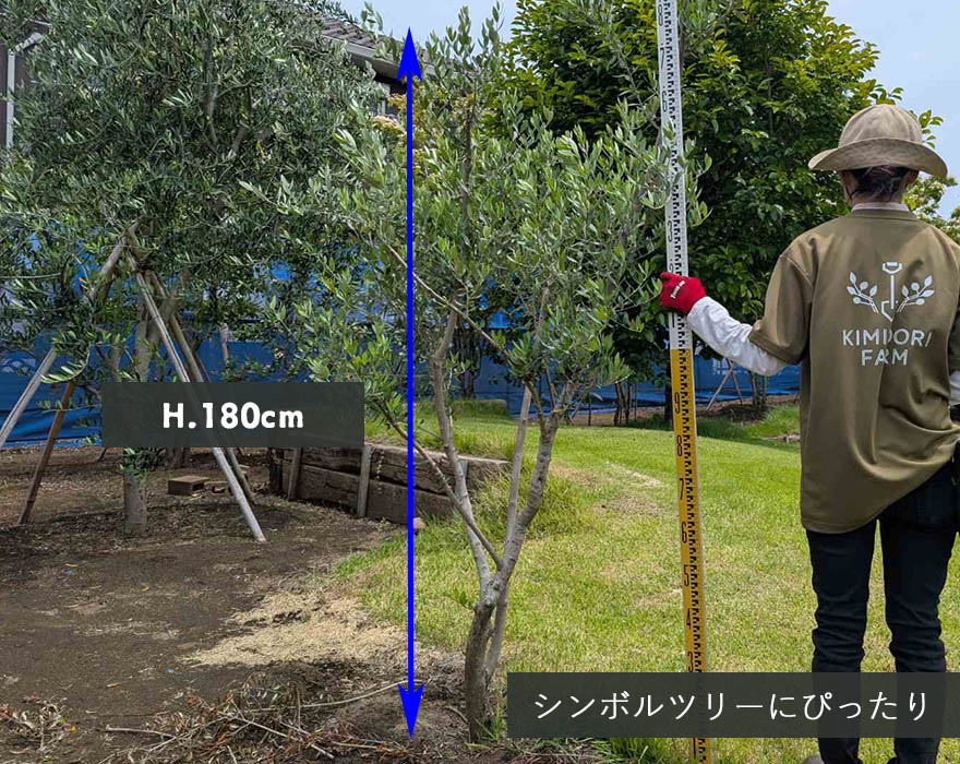 楽天市場】国産 オリーブ オリーブの木 約180cm 植木 シンボルツリー