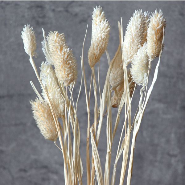 楽天市場】【P15倍中 2/24 9:59まで】 ドライフラワー 花材 即日出荷