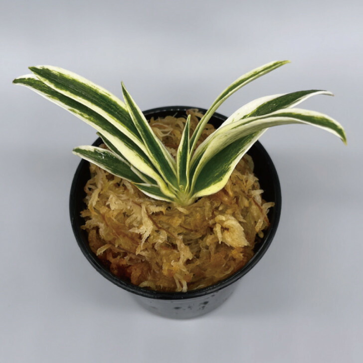 楽天市場】◇福雀（おまかせ苗）◇ 万年青 引っ越し万年青 獅子万年青