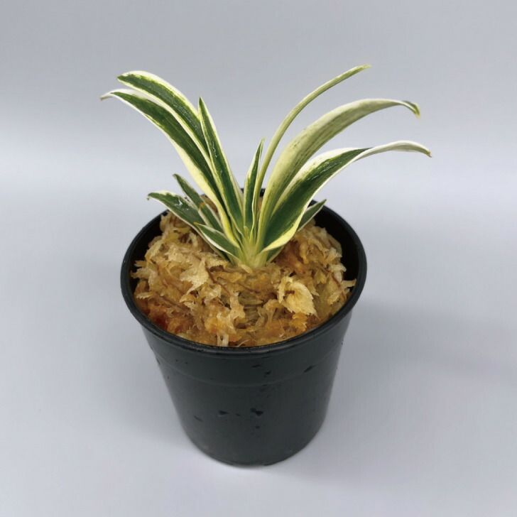 楽天市場】◇福雀（おまかせ苗）◇ 万年青 引っ越し万年青 獅子万年青