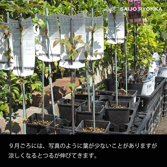 楽天市場】【クレマチス 苗】フロリダ系 風の方位 2年生 2023 NEW 新