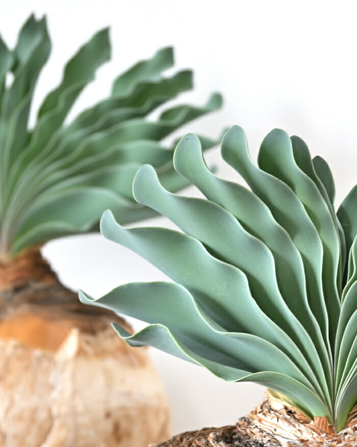 楽天市場】観葉植物 本物 現品 希少 ブーファン・ハエマンソイデス