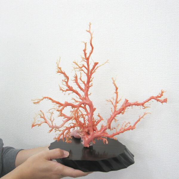 楽天市場】ピンク(ガーネ)珊瑚 原木・拝見・置物 （艶出し加工済み