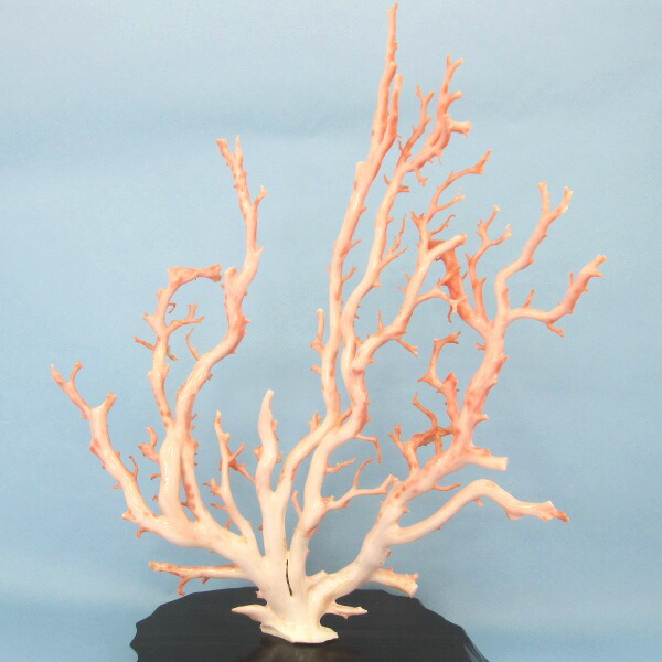 楽天市場】ピンク珊瑚 原木・拝見・置物 （艶出し加工済み） 黒檀台