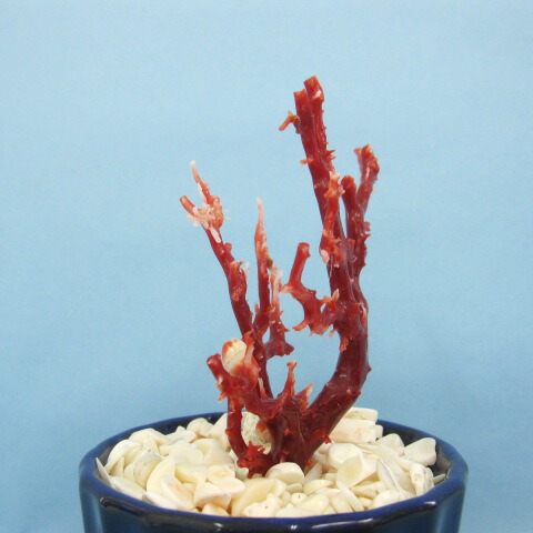 楽天市場】高知沖産血赤珊瑚 拝見 原木 置物（艶出し加工済み）飾り