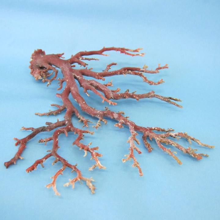 楽天市場】日本 高知産血赤珊瑚 原木 拝見 置物 素材 枝 パーツ 宝石