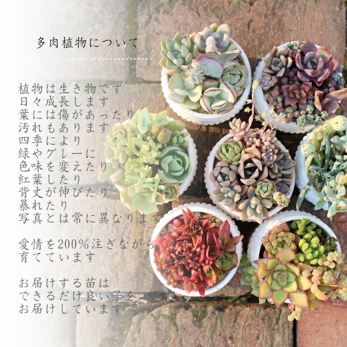 楽天市場】リトープス 大津絵 1頭 Lithops otzeniana 多肉植物 メセン