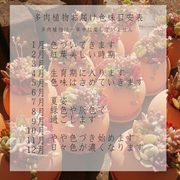 楽天市場】ノーブル エケベリア 1頭 Mサイズ 5.5cmポット 韓国苗