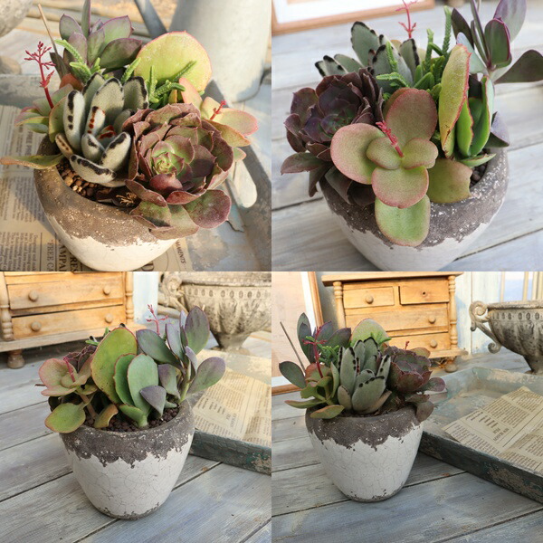 楽天市場】多肉植物 寄せ植え ナチュラル エッグポット 陶器鉢 たにく