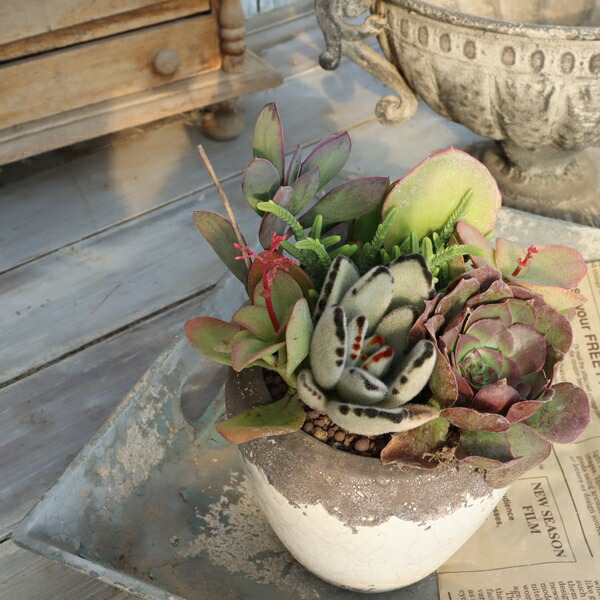 楽天市場】多肉植物 寄せ植え ナチュラル エッグポット 陶器鉢 たにく