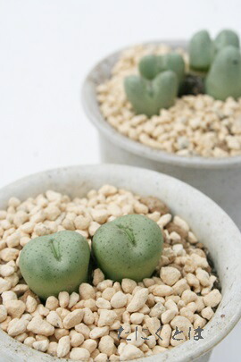 楽天市場】鳳雛玉 2頭 コノフィツム Mサイズ5.5cmポット 小型コマ型