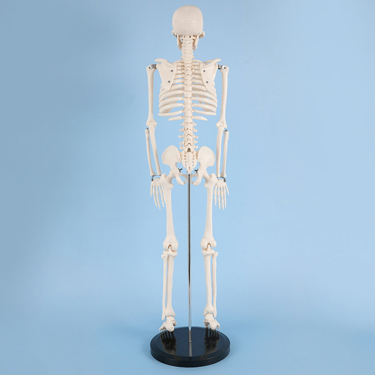 楽天市場】[高さ85cm] VeroMan 人体骨格模型 等身大サイズ 骨格標本
