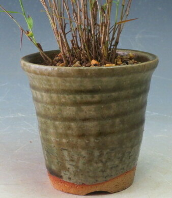 楽天市場】山野草 姫竹（一部斑入り混合の場合あり）の鉢植え （北海島