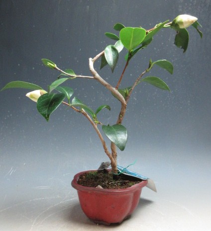 楽天市場】盆栽 花芽付き！白花椿（初嵐）鉢植え盆栽【現品】2025冬