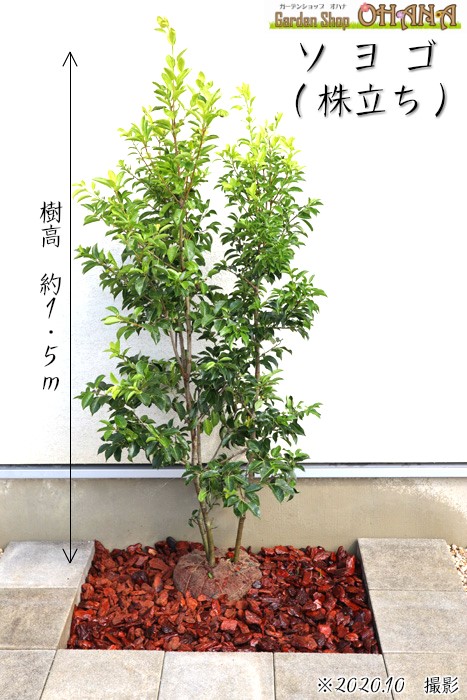 楽天市場】ソヨゴ 株立ち 樹高約1.5m シンボルツリー 人気 常緑樹