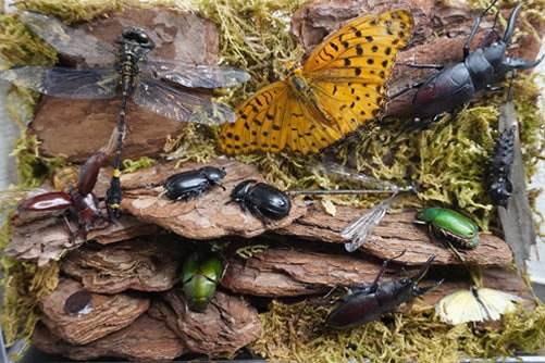 2023年の虫活】クワカブジオラマ写真コンテスト：エントリーNO3 | ほぼ