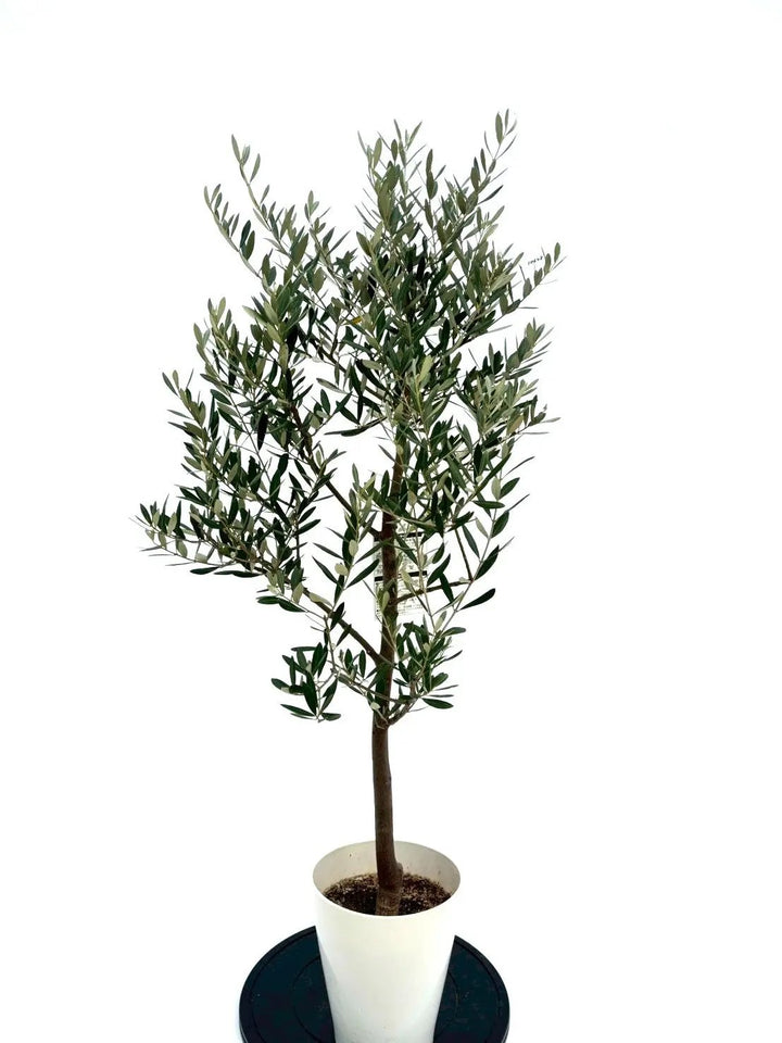 NEWミッション（オリーブの木）｜Sサイズ｜NO.10648｜約130cm｜人気