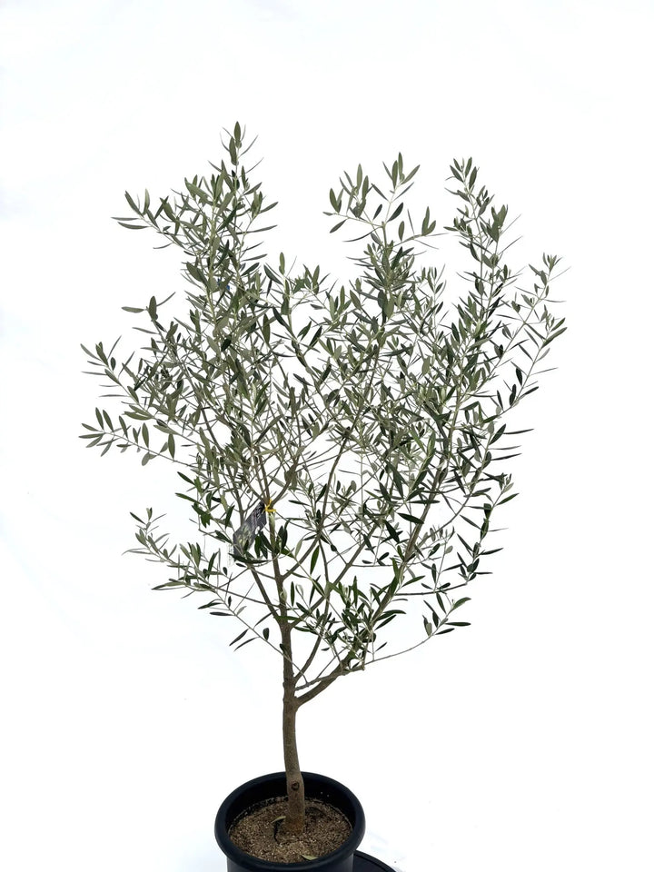 ネバディロブランコ Mサイズ 約140cm NO.10315 オリーブの木 - 株式