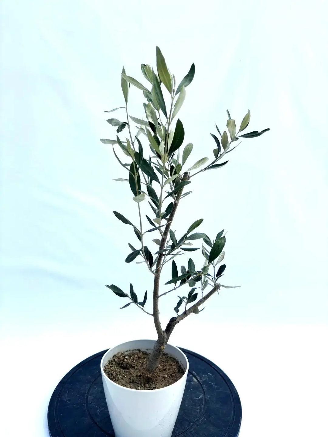 IMG_5675_1080x.jpg?v=1749427547