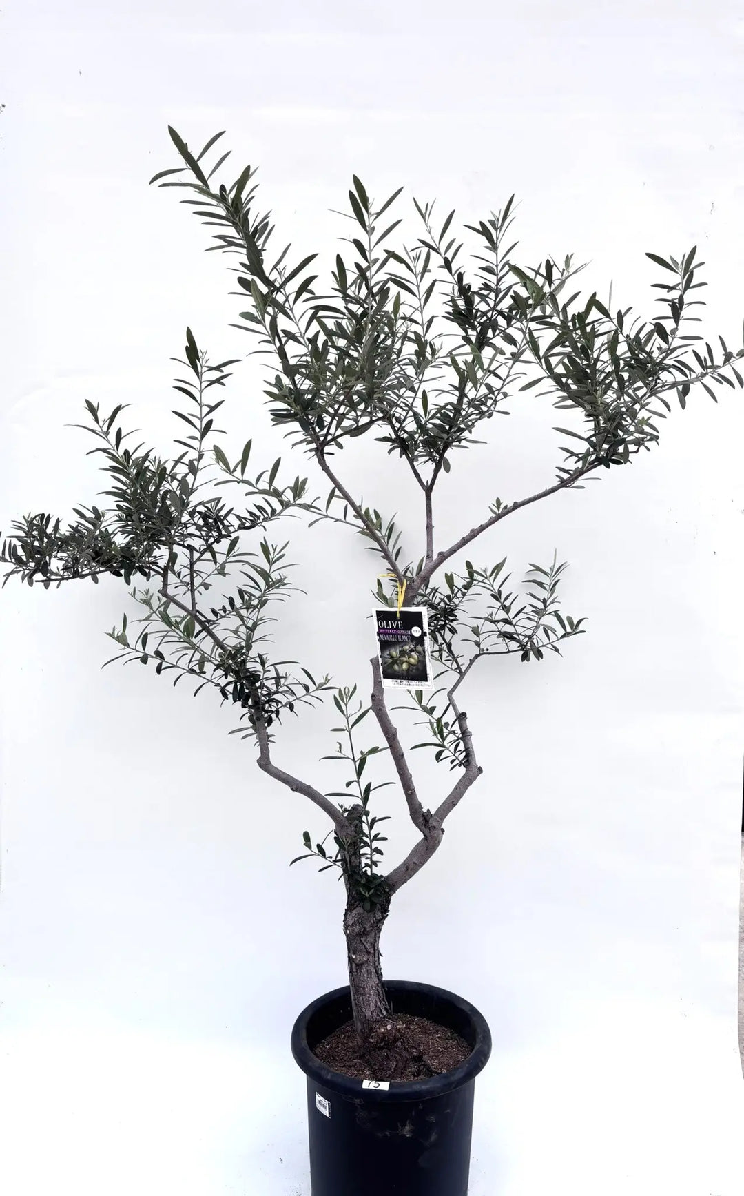 ネバディロブランコ Lサイズ 約160cm K-75 オリーブの木 古木 - 株式