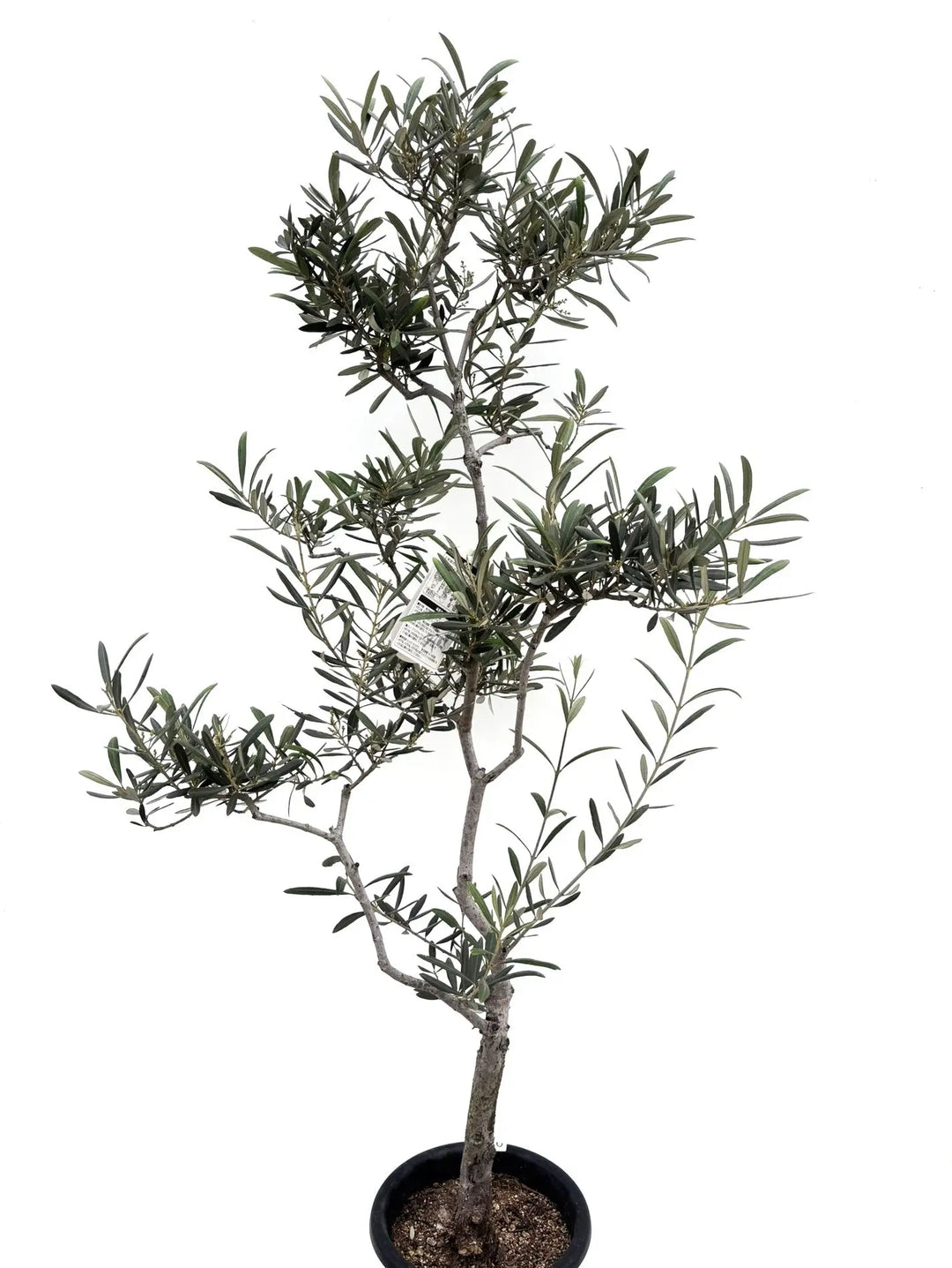 バロウニ Mサイズ 約150cm K-98 オリーブの木 希少品種 - 株式会社鶴亀園