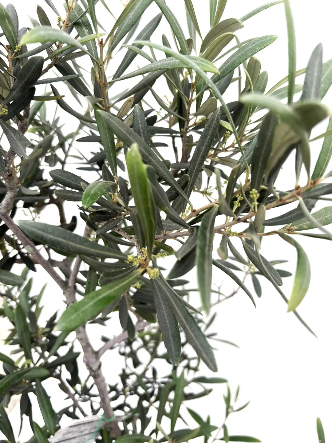 バロウニ Mサイズ 約150cm K-98 オリーブの木 希少品種 - 株式会社鶴亀園