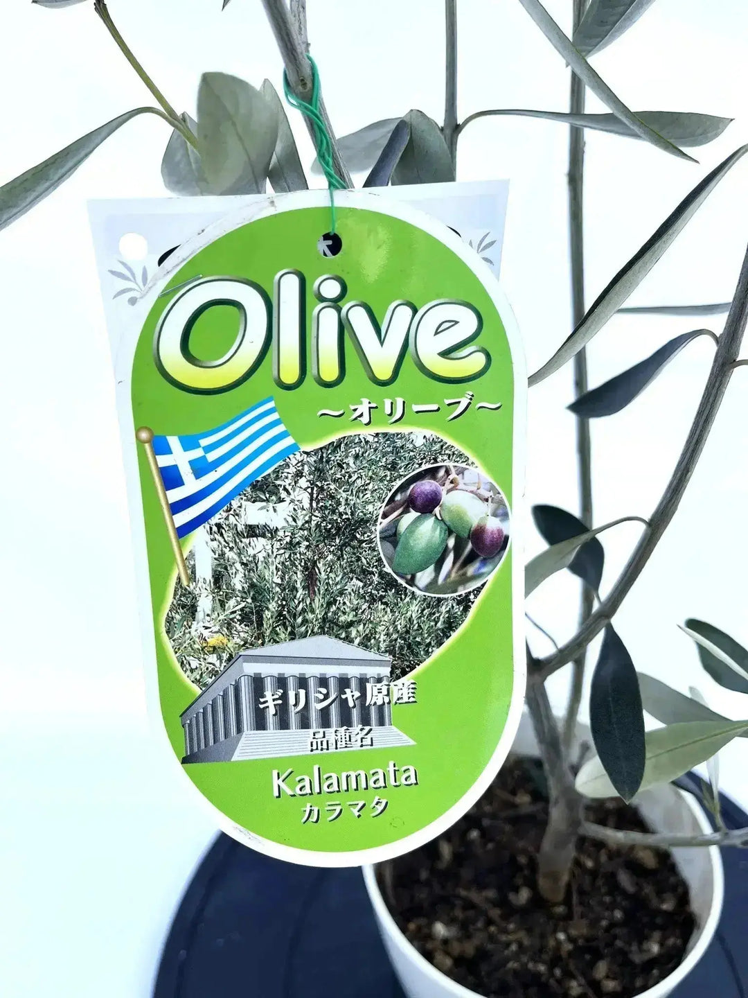 カラマタ XXSサイズ 約40cm NO.10286 オリーブの木 - 株式会社鶴亀園