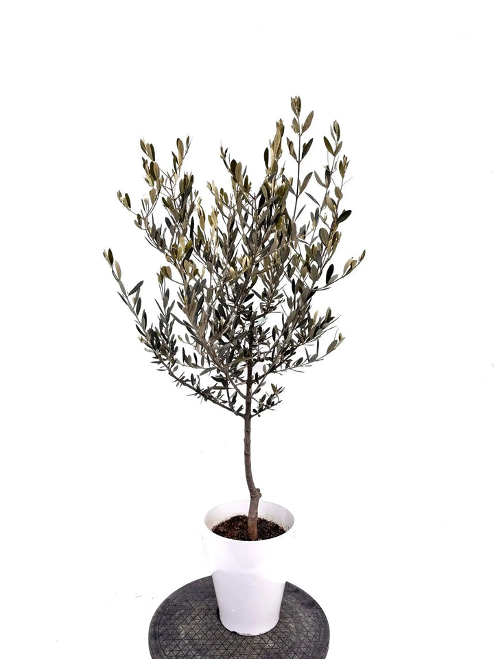 NEWアメリカン（オリーブの木）｜Sサイズ｜K-294｜約110cm｜希少・銀葉