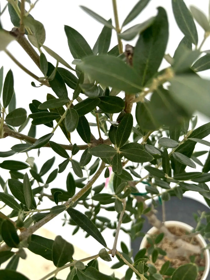 人気・直立型】ミッション（オリーブの木）〈シンボル向き〉｜110cm｜S