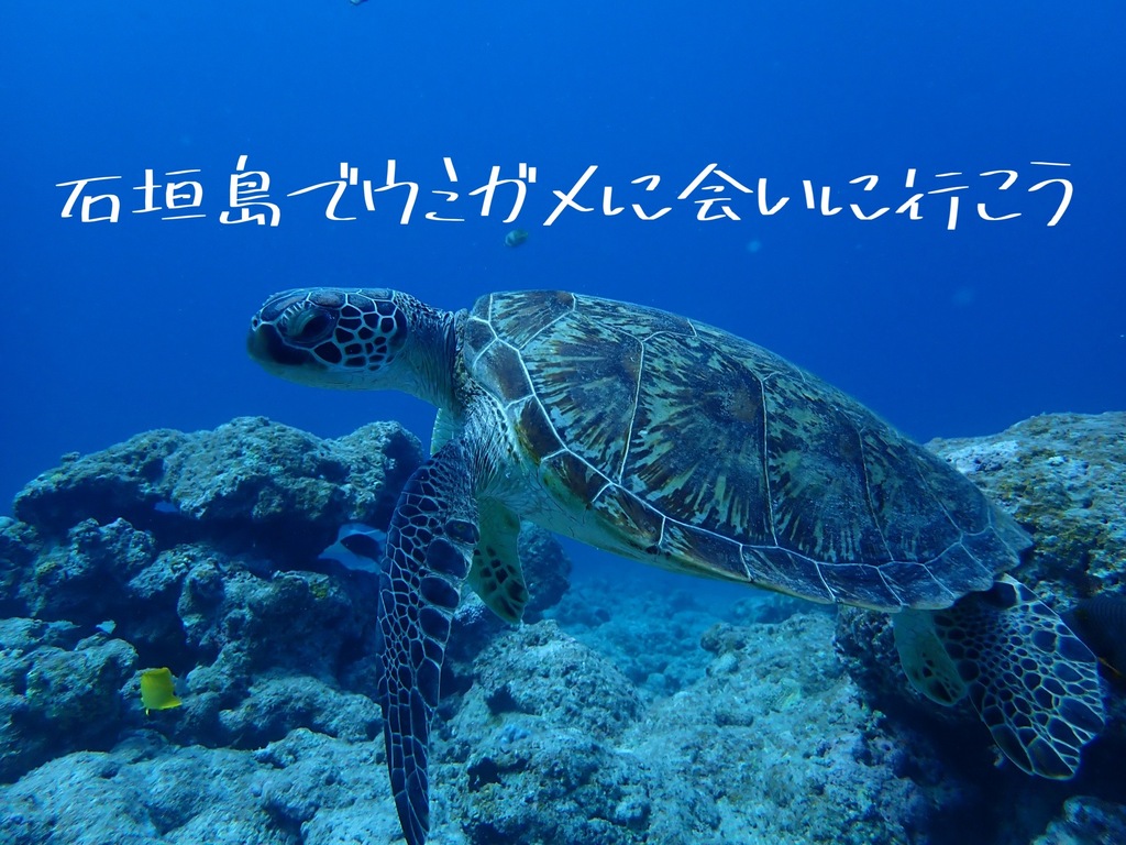 ウミガメの楽園、『タートルガーデン』をご紹介！ | Diving School 海講座