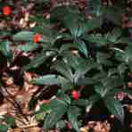 トチバニンジン（チクセツニンジン）_データ