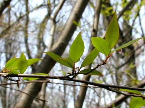 アブラチャン |世界の木材・樹木|8-樹木|木の情報発信基地