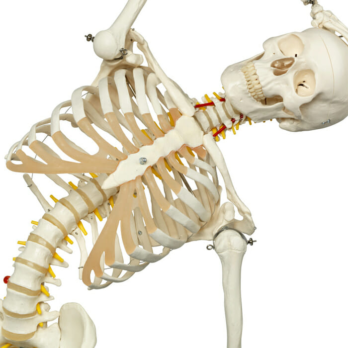 フレッド・骨格モデル，直立型スタンド仕様 | 日本スリービー